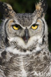 Canadese oehoe (Bubo virginianus occidentalis)