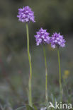 Drietandorchis (Neotinea tridentata)