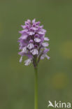 Drietandorchis (Neotinea tridentata)