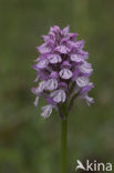 Drietandorchis (Neotinea tridentata)