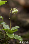 Eenzijdig wintergroen (Orthilia secunda) 