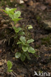 Eenzijdig wintergroen (Orthilia secunda) 