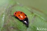 Elfstippelig lieveheersbeestje (Coccinella undecimpunctata