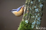 Europese Boomklever (Sitta europaea)