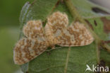 Geel spannertje (Hydrelia flammeolaria)