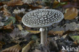 Geelwrattige amaniet (Amanita franchetii) 