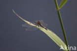 Gevlekte witsnuitlibel (Leucorrhinia pectoralis) 