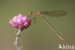 Gewone pantserjuffer (Lestes sponsa)