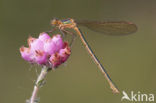 Gewone pantserjuffer (Lestes sponsa)