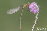 Gewone pantserjuffer (Lestes sponsa)