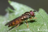 Gewoon platvoetje (Platycheirus clypeatus)