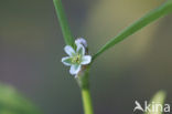 Gewoon varkensgras (Polygonum aviculare)