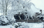 Giethoorn