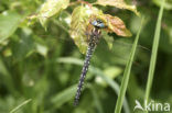 Glassnijder (Brachytron pratense) 