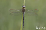 Glassnijder (Brachytron pratense) 