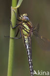 Glassnijder (Brachytron pratense) 