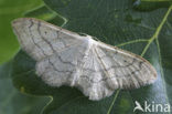 Grijze stipspanner (Idaea aversata)