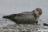 Grijze zeehond