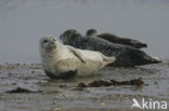 Grijze zeehond