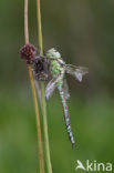 Groene glazenmaker (Aeshna viridis) 