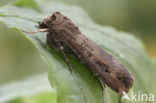 Grote worteluil (Agrotis ipsilon)