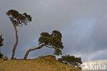 Grove den (Pinus sylvestris)