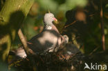 Houtduif (Columba palumbus)