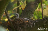 Houtduif (Columba palumbus)