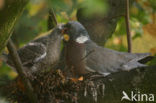 Houtduif (Columba palumbus)