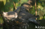 Houtduif (Columba palumbus)