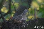 Houtduif (Columba palumbus)