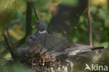 Houtduif (Columba palumbus)