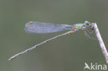 Houtpantserjuffer (Lestes viridis)