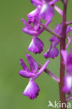 IJle Moerasorchis (Orchis laxiflora)