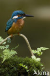 IJsvogel (Alcedo atthis)