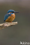 IJsvogel (Alcedo atthis)