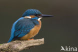 IJsvogel (Alcedo atthis)