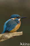 IJsvogel (Alcedo atthis)