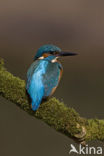 IJsvogel (Alcedo atthis)