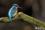 IJsvogel (Alcedo atthis)