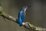 IJsvogel (Alcedo atthis)