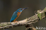 IJsvogel (Alcedo atthis)