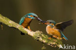 IJsvogel (Alcedo atthis)