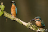 IJsvogel (Alcedo atthis)