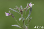 Kleine leeuwenbek (Chaenorhinum minus)