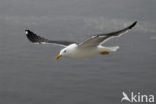 Kleine Mantelmeeuw (Larus fuscus)