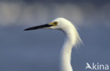 Kleine Zilverreiger (Egretta garzetta) 