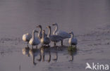 Kleine zwaan (Cygnus bewickii)