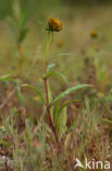 Knikkend tandzaad (Bidens cernua)