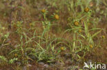 Knikkend tandzaad (Bidens cernua)